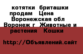 котятки  бриташки продам › Цена ­ 800 - Воронежская обл., Воронеж г. Животные и растения » Кошки   